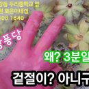 이 방법이 제일 확실하다니깐요🤭🤭🤭 뿌리 건강은 덤~ 깍지 그리고 얻어 걸리는 응애, 총채 다육이 완벽 해충 방제 이미지