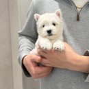 화이트 독 | 화이트테리어 데려오고 싶다면 동탄강아지 차밍독 솔직담백후기