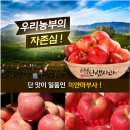은풍골단샘사과