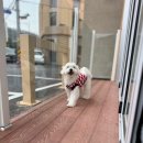 오픈독하우스 이미지