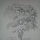 연필스케치(중급) 이미지