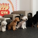 어니스트독(HONEST DOG) 이미지