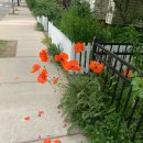 녹색플라워 이미지