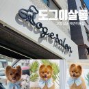 도그이살롱 | 고양 삼송 애견미용 잘 하는 곳 포메 곰돌이컷 후기 : 도그이살롱