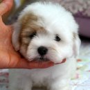 꼬동이네 이미지