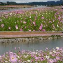 코스모스PC 이미지