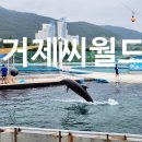 돌고래약품 | 거제 아이와 가볼만한곳 돌고래와 벨루가를 볼 수 있는 씨월드