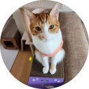 그루밍 시옷 | 세이오앙 고양이 숨숨집 수직스크래쳐 추천 (BIG!)