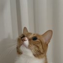 군침돌개 이미지