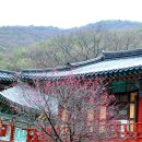 의림사 | 매화-2026-012. 창원 의림사 홍매화 - 호국사찰의 붉은 영혼으로 피다 (2026.03.02.)