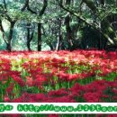 (주)삼성국제여행사 이미지