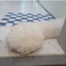 코아동물병원 이미지