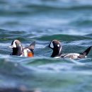 오리여행 이미지