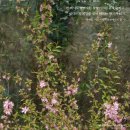 꽃향기 - 포항시 북구 양학로 70-22 | 꽃향기