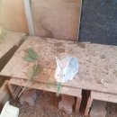 참새골농원 이미지