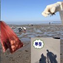 [서해 갯벌체험] 보령 대천 '군헌갯벌체험장' 후기ㅣ많이 잡는 필수꿀팁, 포인트, 해감 방법