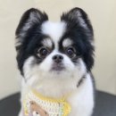 아미고펫 이미지