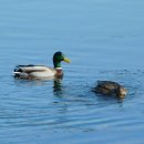 청둥오리 이미지