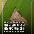 합천군농업기술센터(농정과) | 벼잎도 말아서 먹고 벼농사도 말아먹네 [혹명나방 주의보]