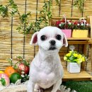 이쁘개귀엽개 이미지