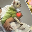 옷이야기 | 바늘이야기 강아지옷 패키지(도안+재료) 구매후기 - 초보 대바늘 옷뜨기