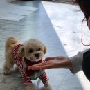 나나와메이 이미지