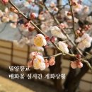 밀양도서관 | 밀양향교 2월 매화 개화 상황 | 경남 매화꽃 명소 방문 후기