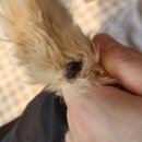 제주냐옹실 고양이미용 네이버블로그