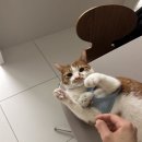 그루밍 루니 이미지