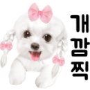 땡큐독 이미지