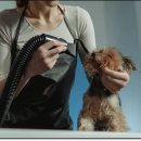 희망애견샵 이미지