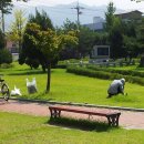 푸른잔디 이미지