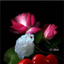 행복나무 이미지