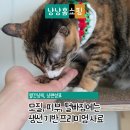 청어람로 | 고양이건사료 추천 쓰라이브 연어&amp;청어 솔직 후기