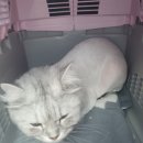 블링블링펫미용 네이버블로그