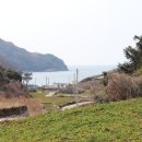 금오도 방풍마을영농조합법인 | 금오도 방풍나물