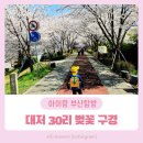 낙동강변23 | 부산 대저 낙동강변 30리 벚꽃 아이랑 봄소풍