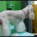 나나 펫 살롱 이미지