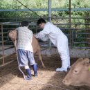 춘기축산 이미지