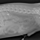 친친동물병원 이미지