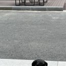 일진국수 이미지