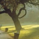 행복한 나무 이미지