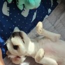 그루밍_light 이미지