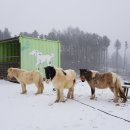 주주목장 이미지