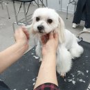 하늘이네 애견 미용 이미지