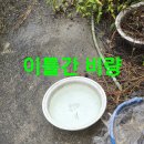 산도라지 버릴게 없고 비로 방콕 (원본 약초 매니아 카페) 이미지