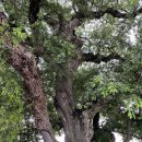 망월주유소 이미지