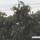 물바위송어장 이미지