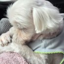 스테이 펫 살롱 이미지