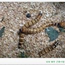 월천곤충사랑 네이버블로그